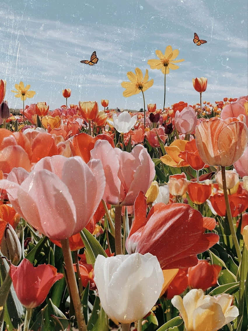 Colorful_ Tulip_ Field_with_ Butterflies Wallpaper