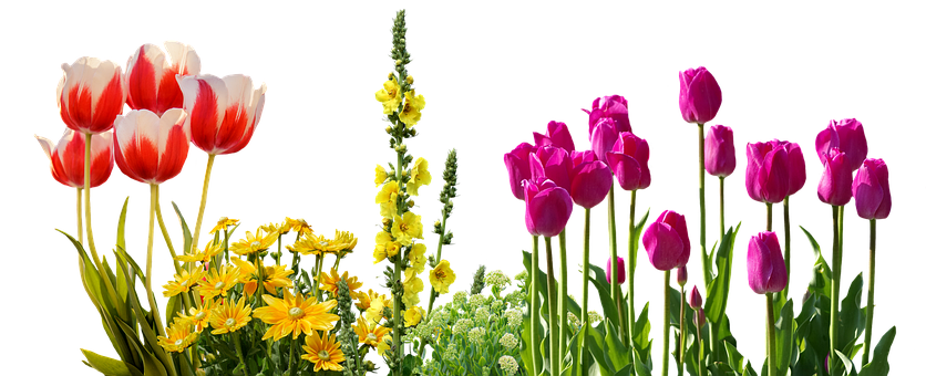 Colorful_ Tulips_and_ Spring_ Flowers_ Against_ Black_ Background.jpg PNG