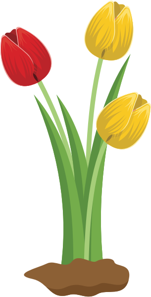 Colorful Tulips Illustration PNG