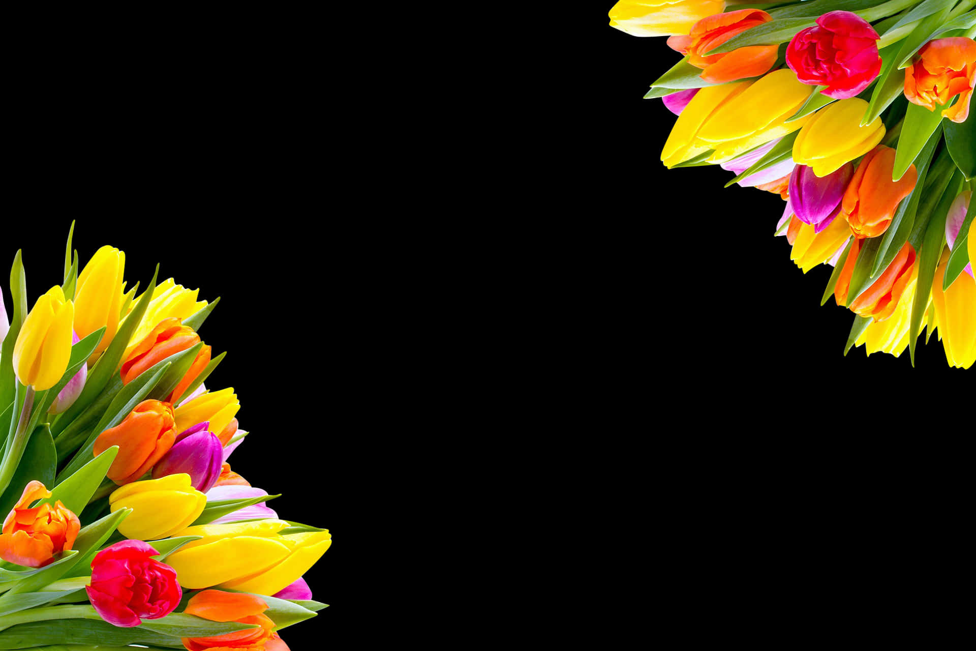 Colorful Tulipson Black Background PNG