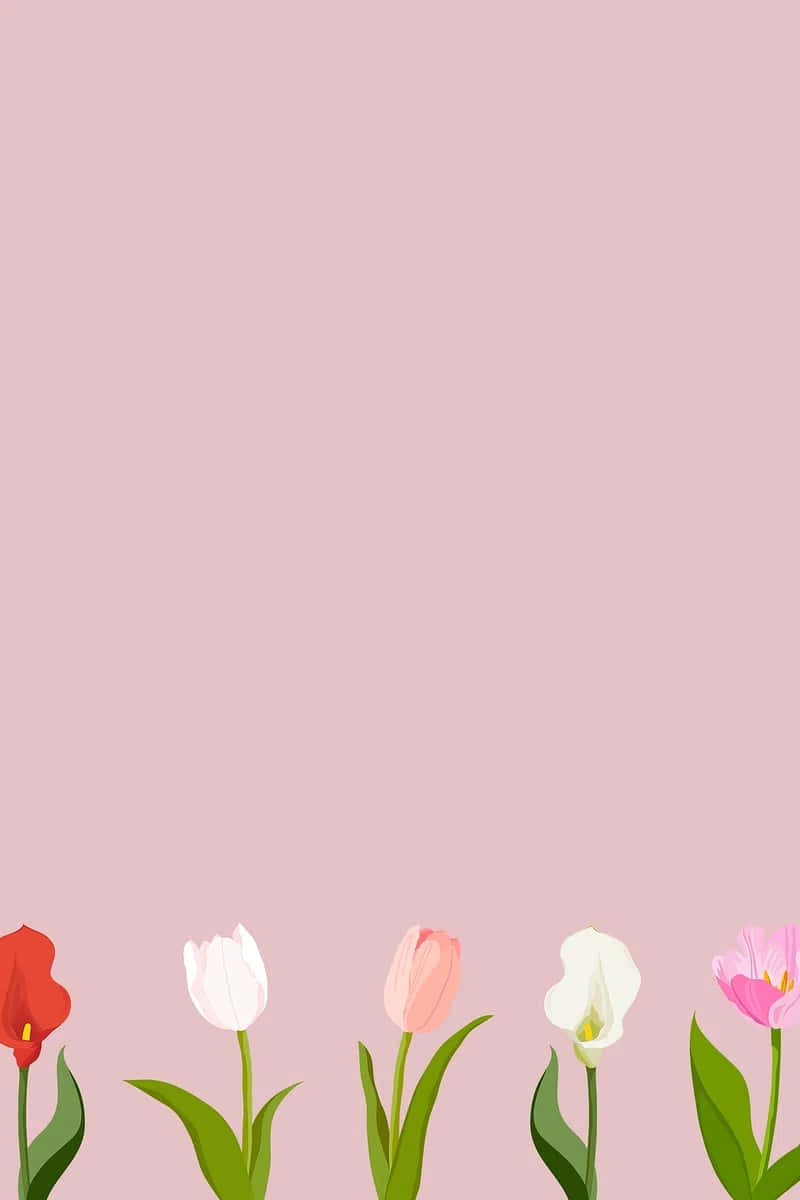 Colorful Tulipson Pink Background Wallpaper