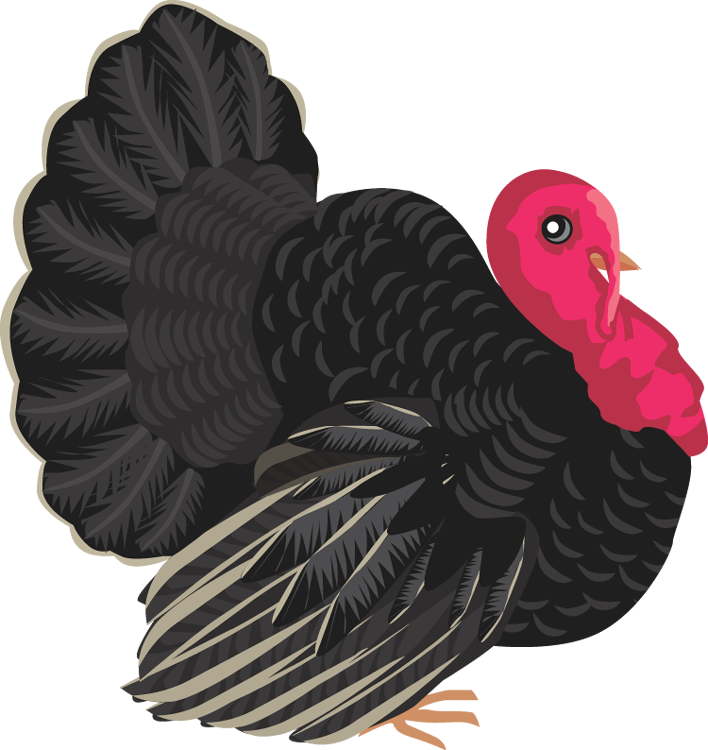 Colorful Turkey Clipart PNG