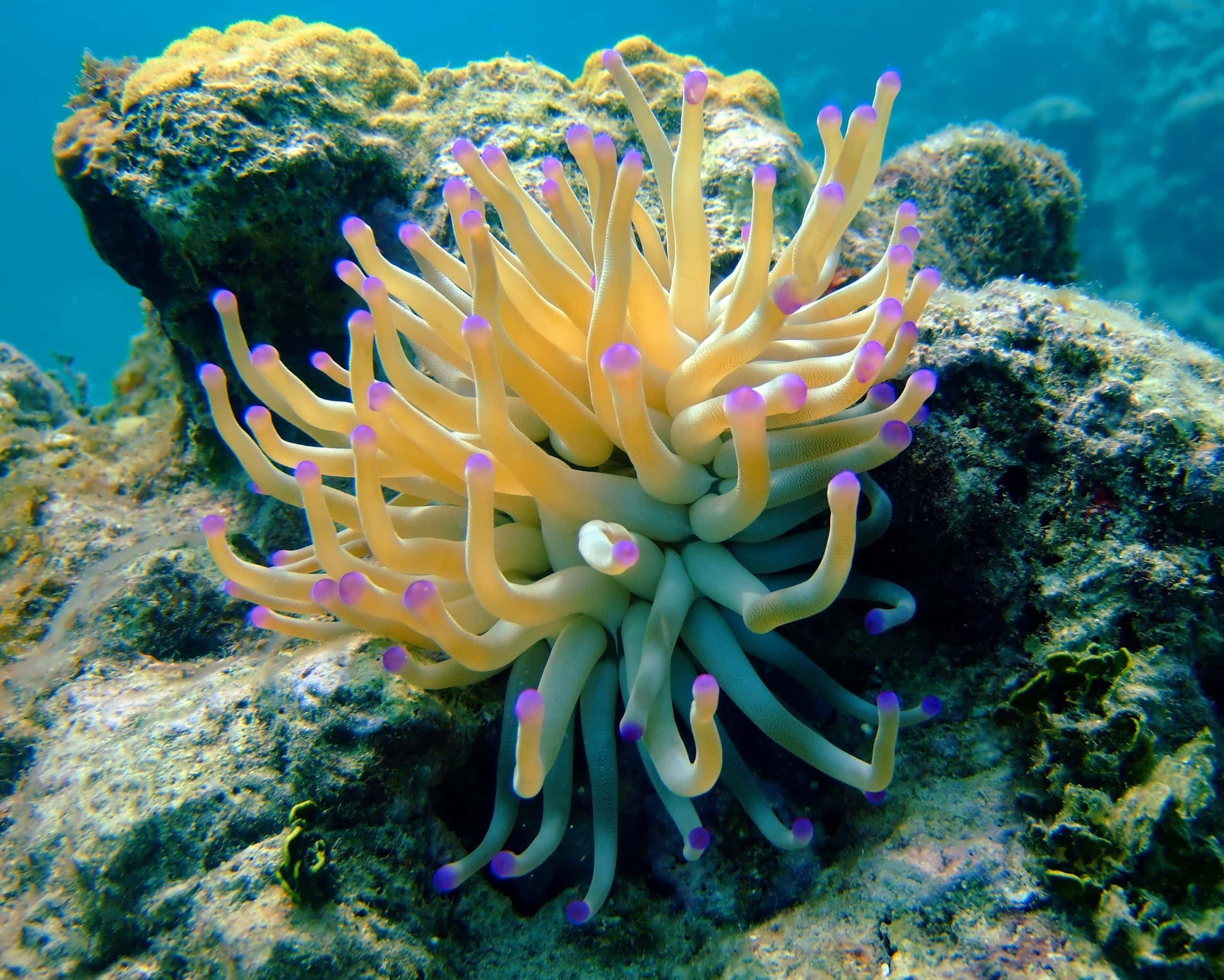 "colorful Underwater Beauty - Sea Anemone" Wallpaper