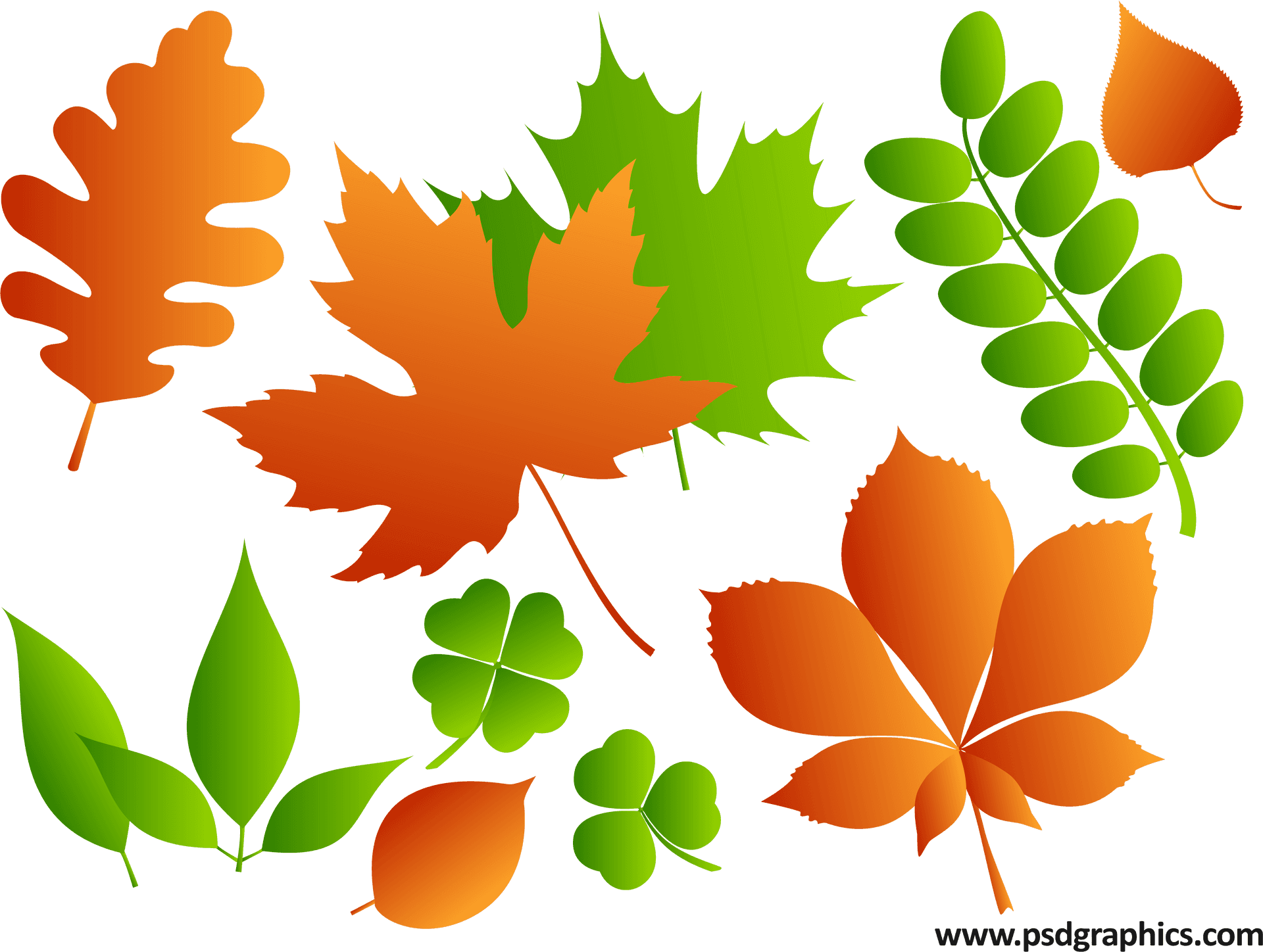 Colorful Vector Leaves Illustration PNG