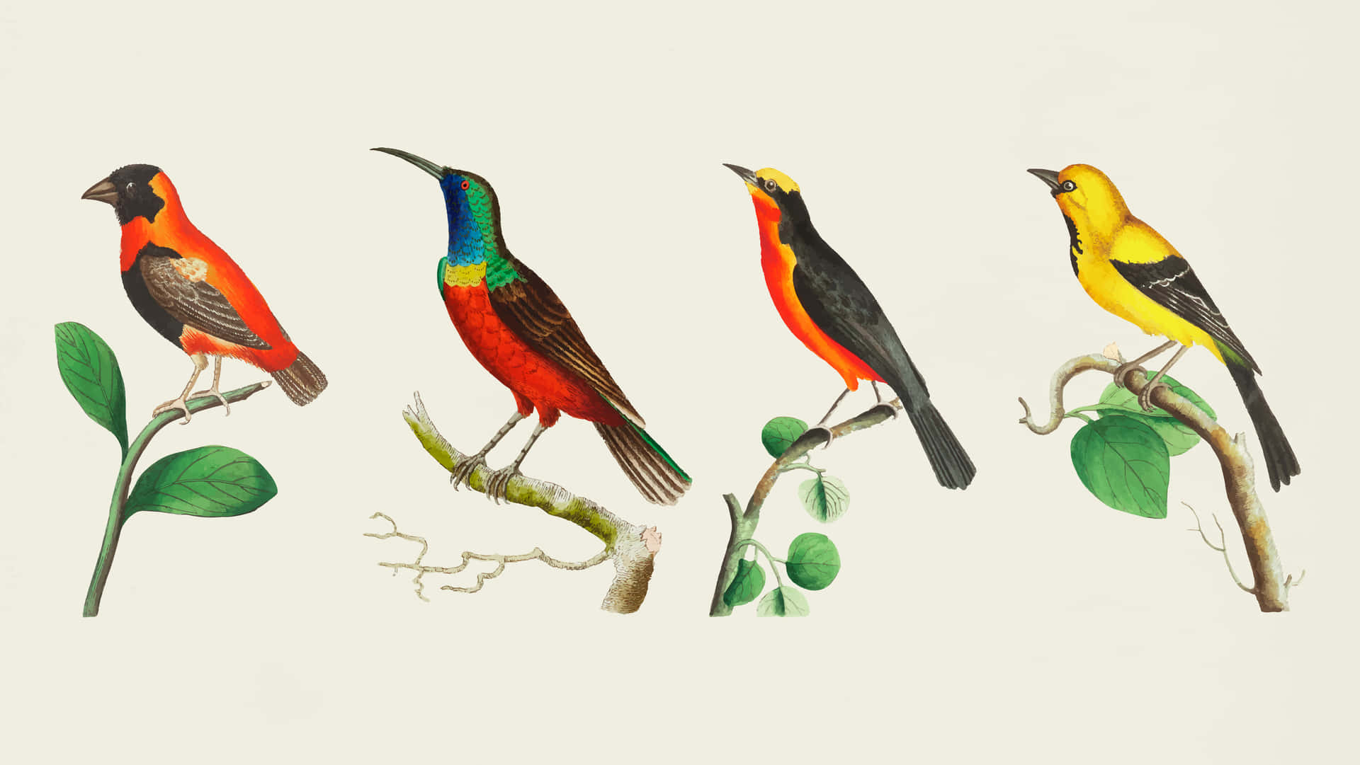 Colorful Vintage Bird Illustrations Wallpaper