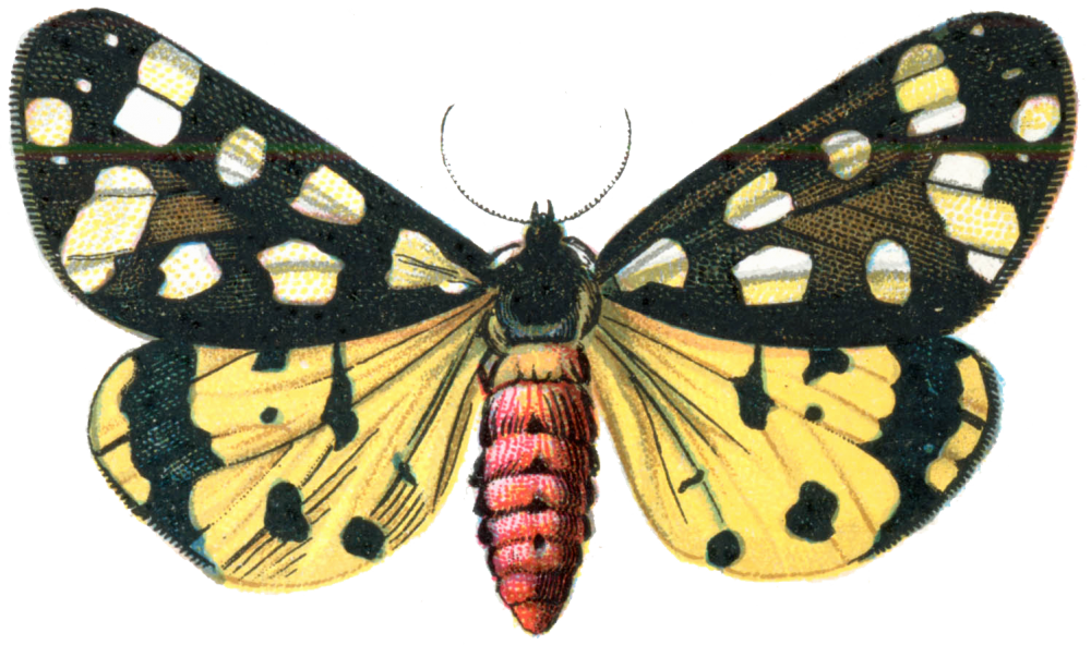 Colorful Vintage Moth Illustration PNG