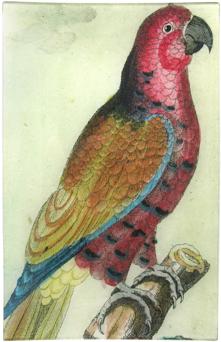 Colorful Vintage Parrot Illustration PNG