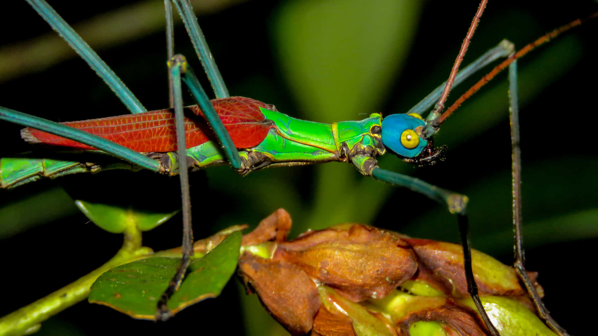 Colorful Walkingstick Insect Nature Photography Wallpaper