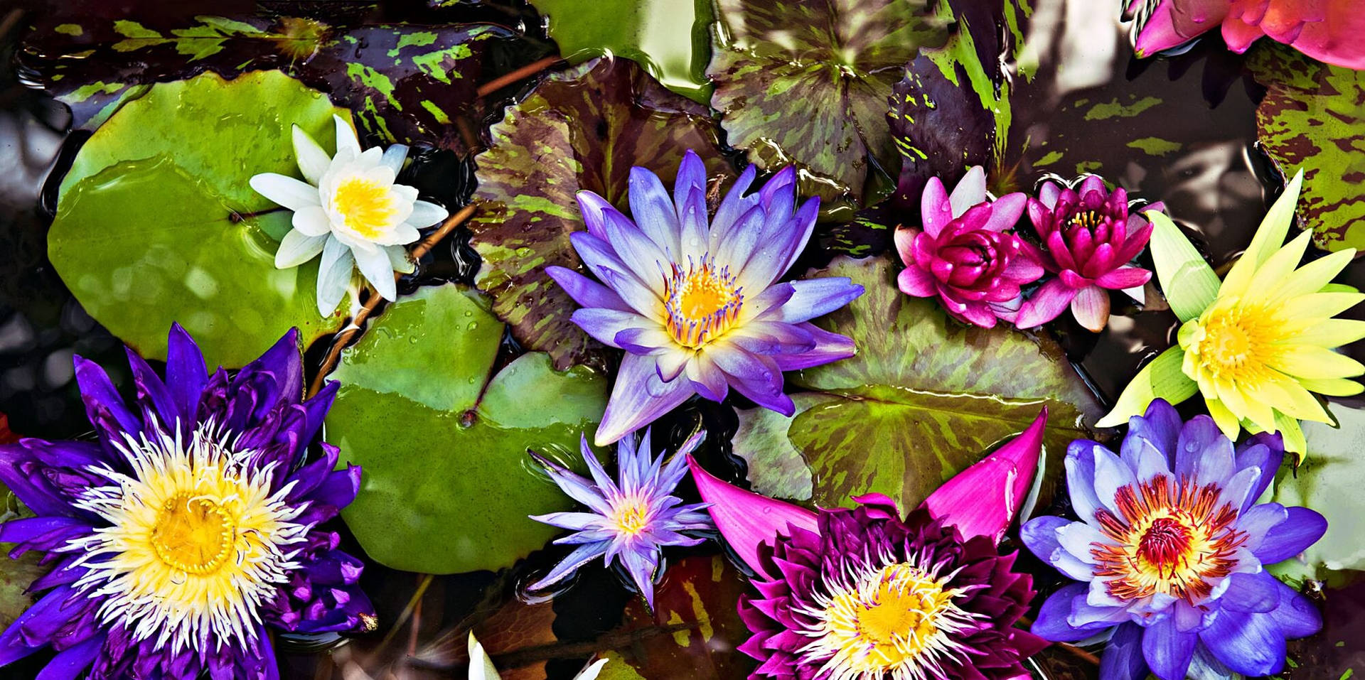 Colorful Water Lily Flowers Wallpaper