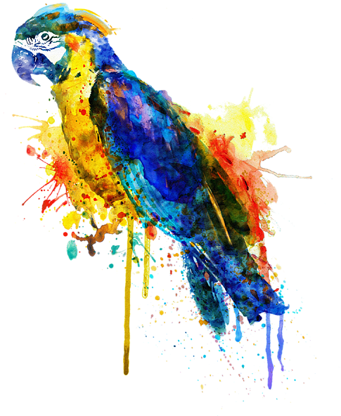 Colorful Watercolor Parrot Artwork PNG