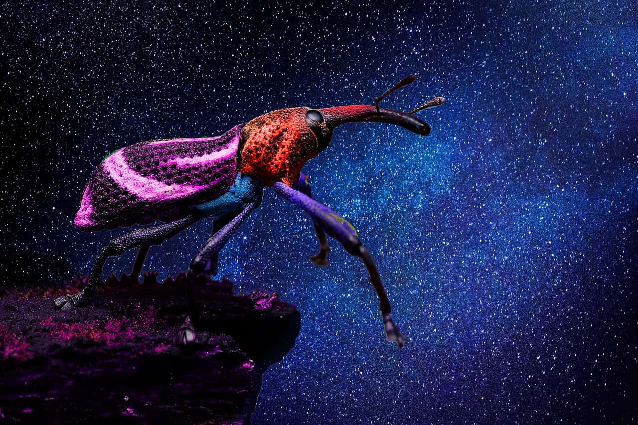 Colorful Weevil Against Starry Backdrop Wallpaper