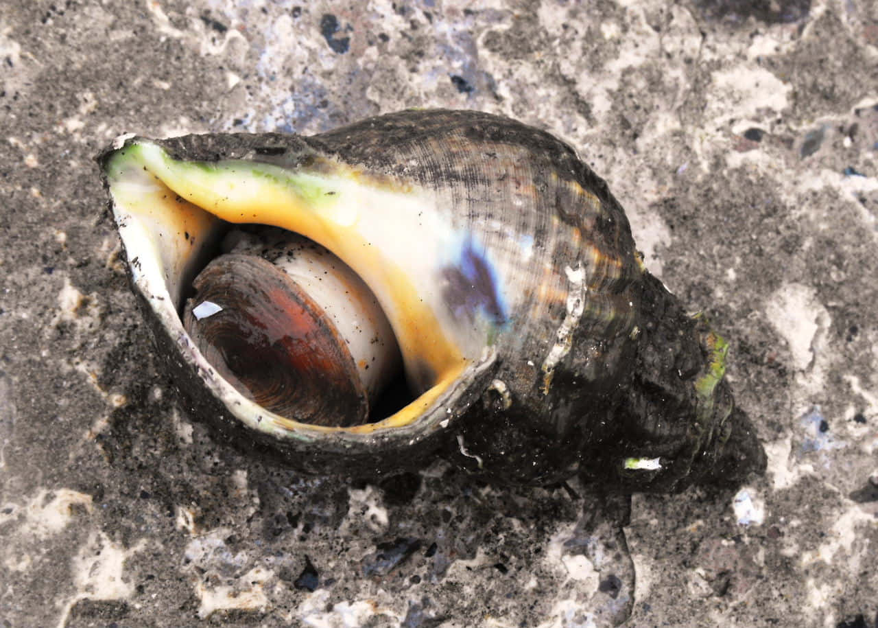 Colorful Whelk Shellon Rocky Surface Wallpaper