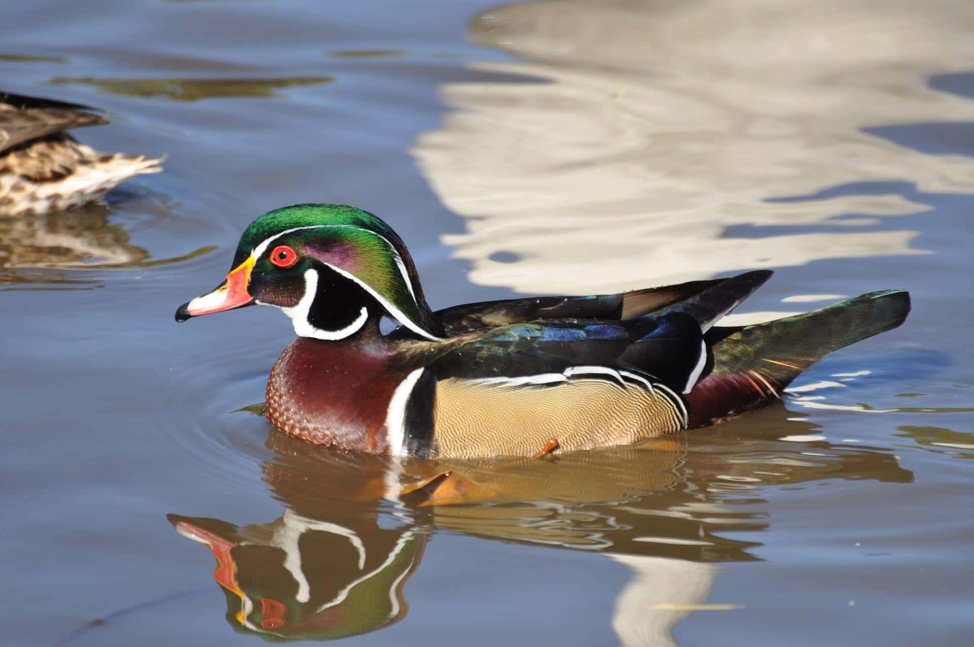 Colorful Wood Duck Swimming Wallpaper