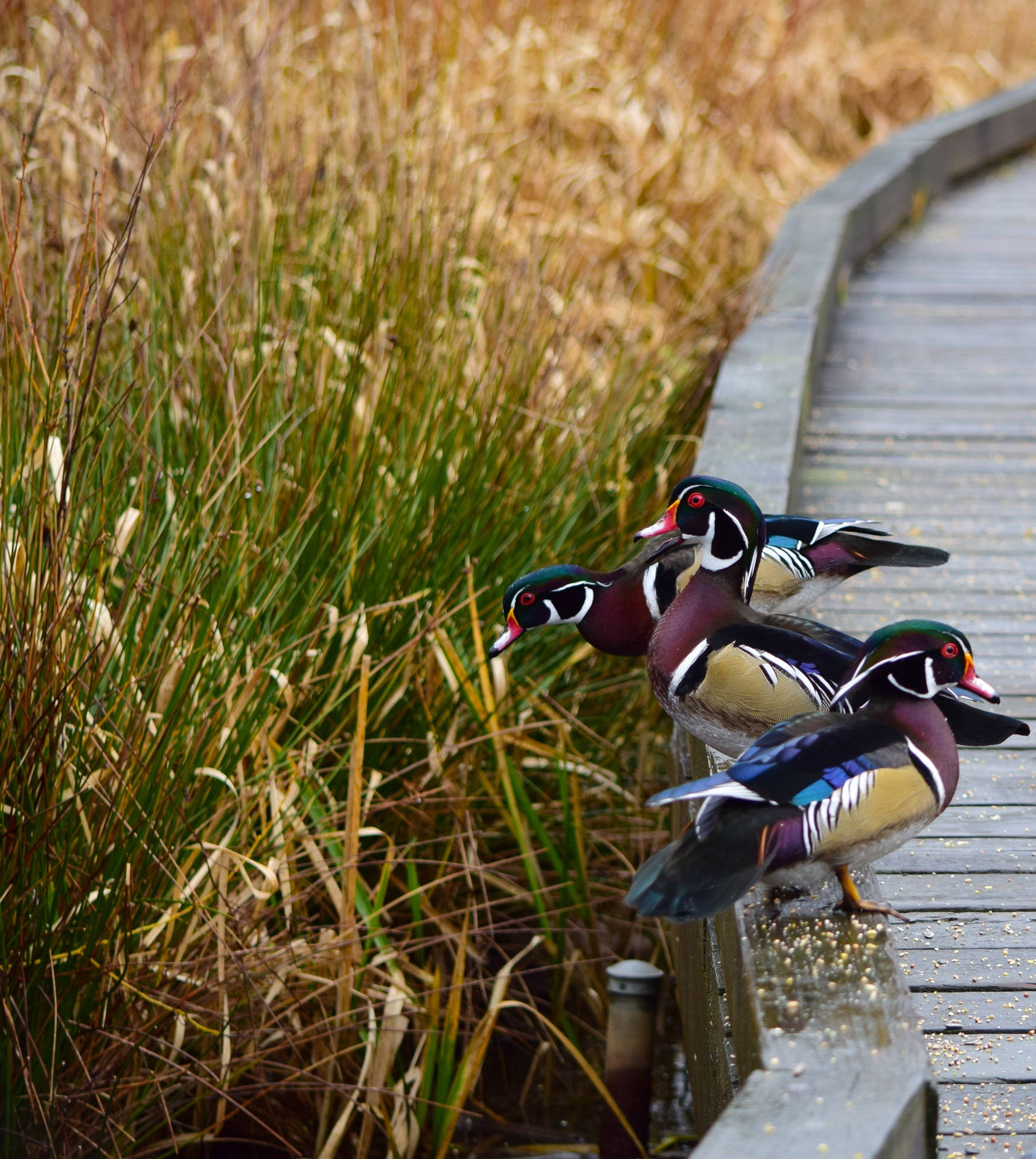 Colorful Wood Ducks Beautiful Birds