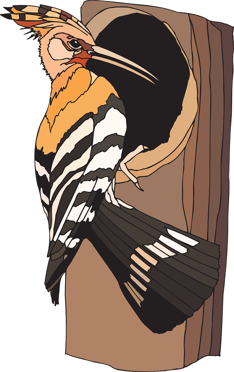 Colorful Woodpecker Illustration.png PNG