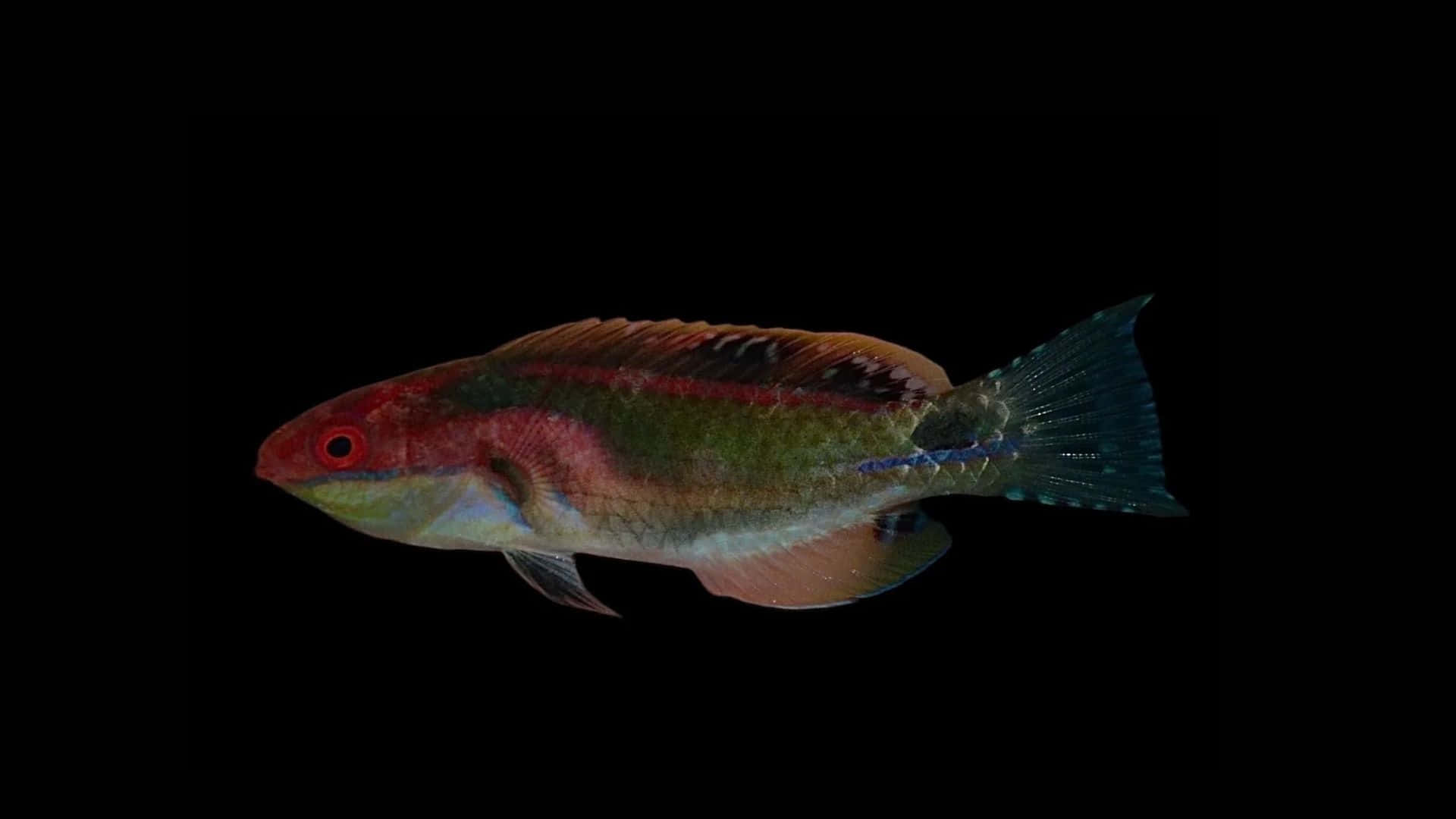 Colorful Wrasse Against Black Background.jpg Wallpaper