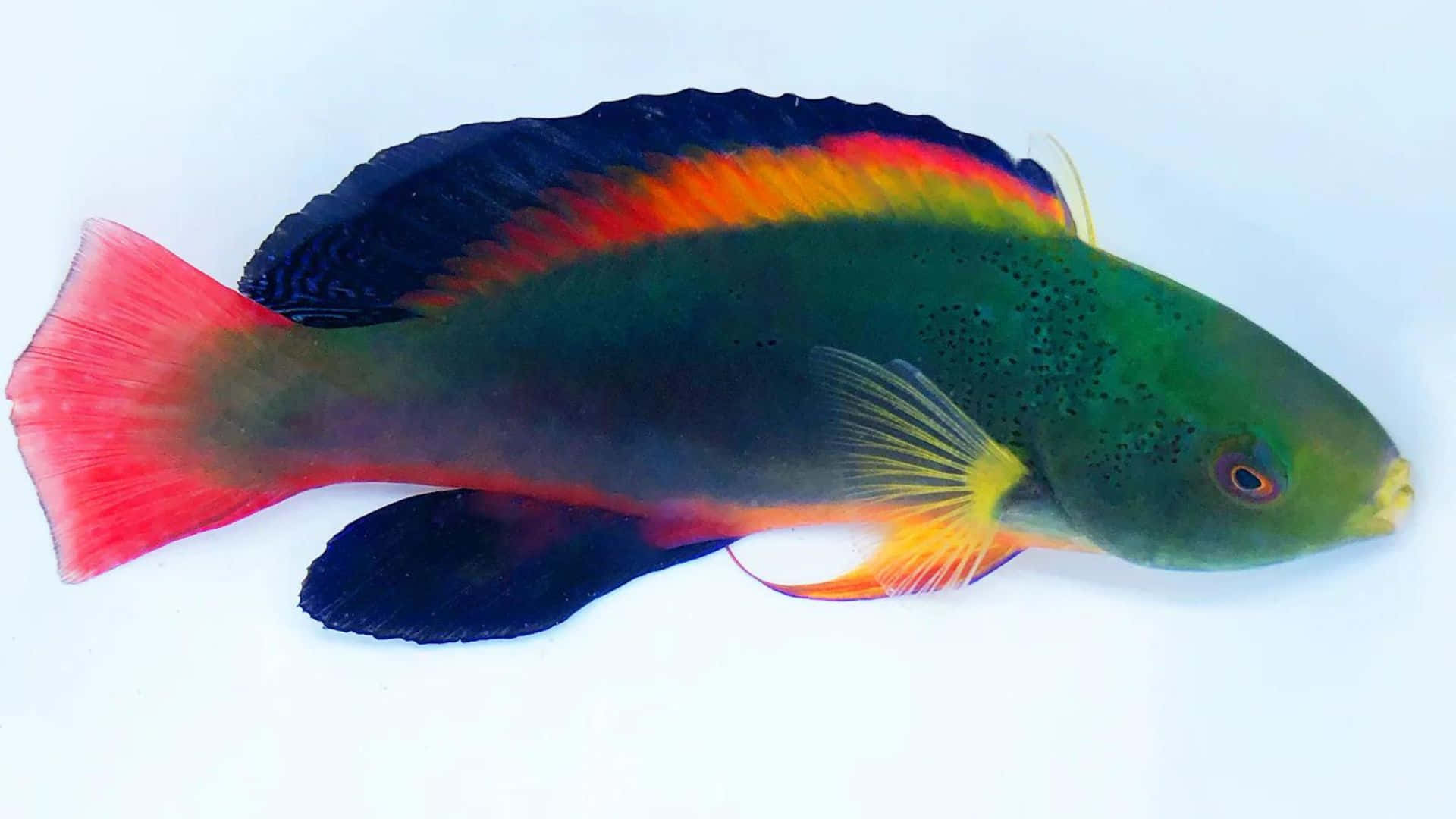 Colorful Wrasse Fish.jpg Wallpaper