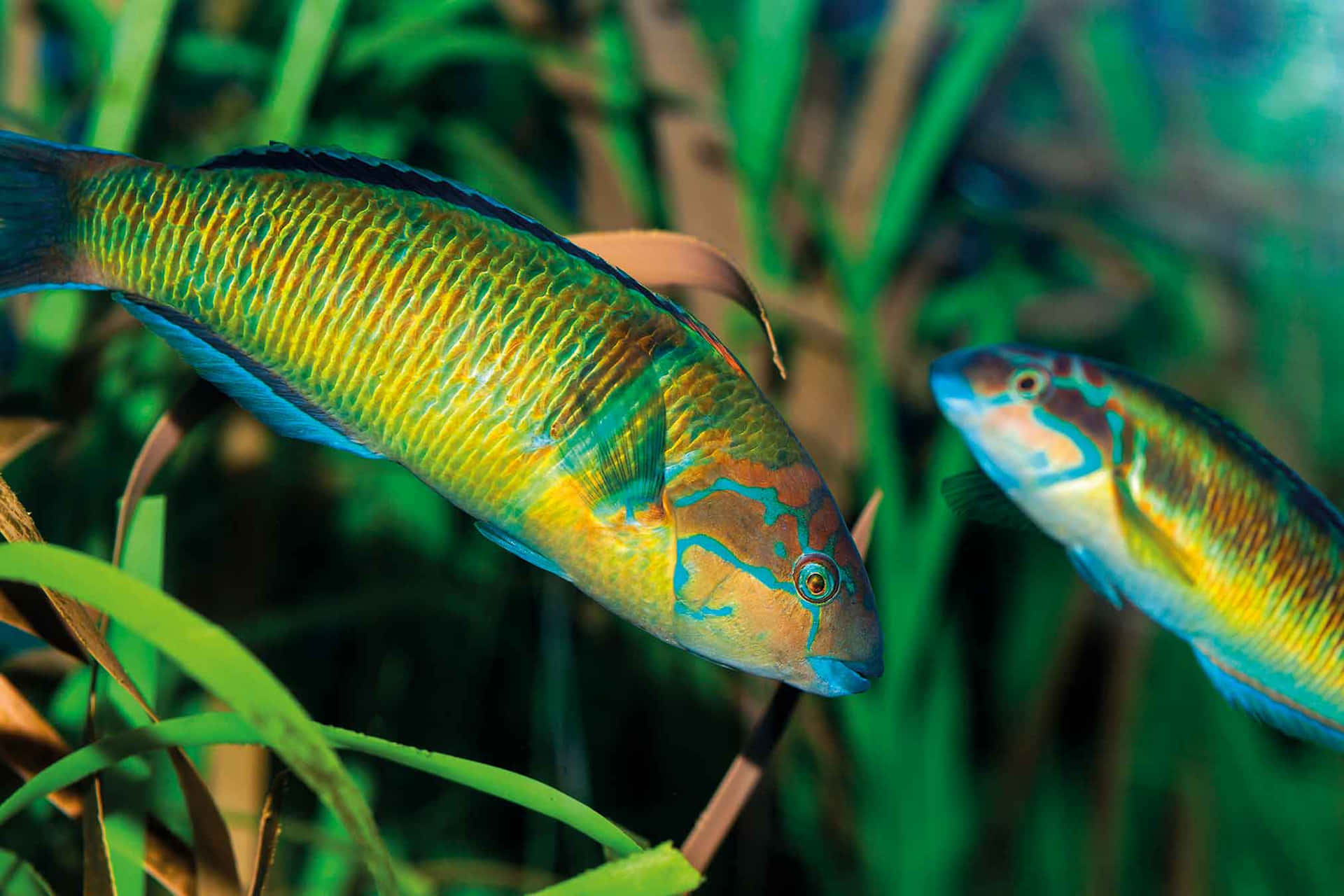 Colorful Wrasse Fish Swimming Among Seagrass.jpg Wallpaper