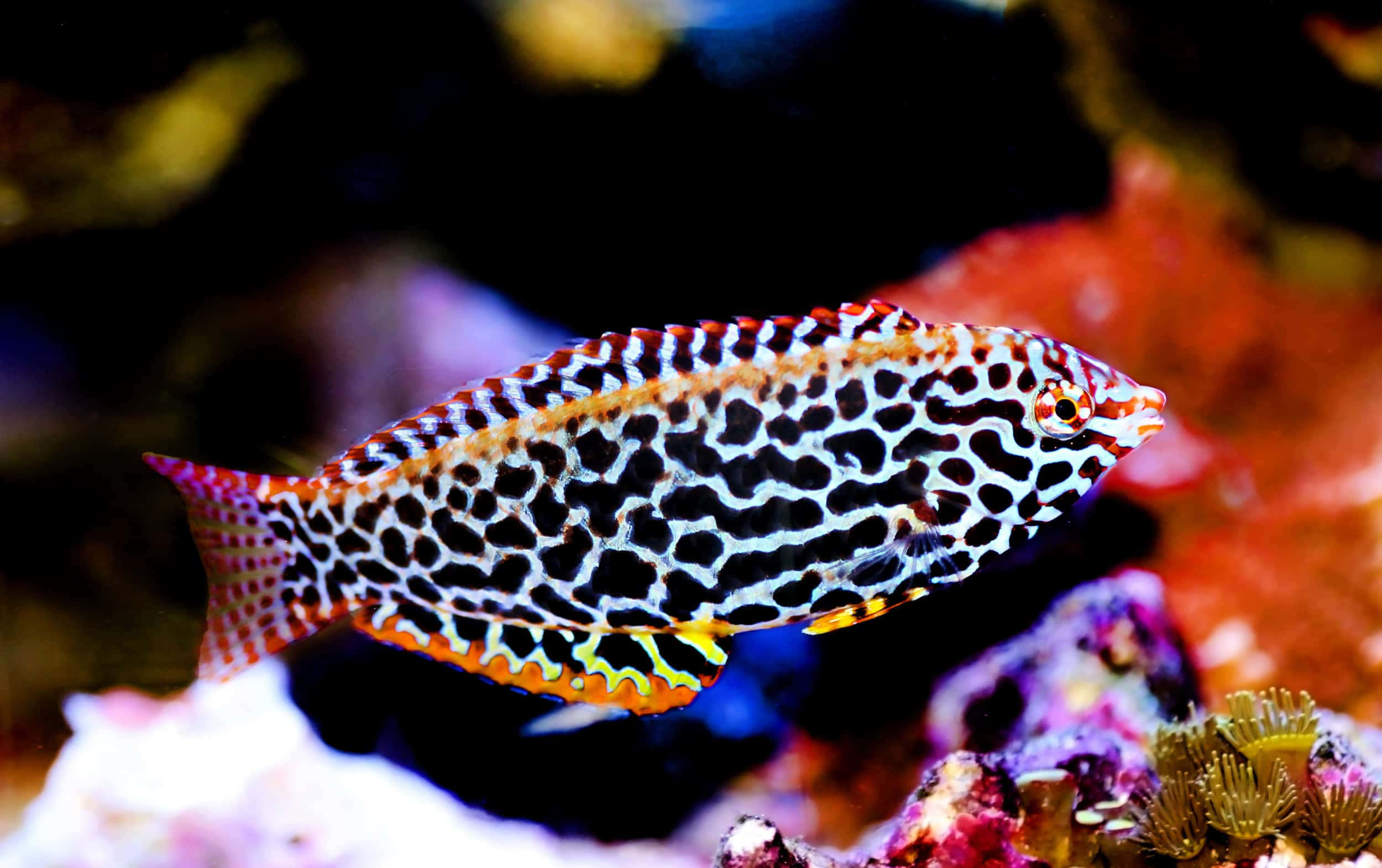 Colorful Wrasse Fish Swimming Underwater Wallpaper