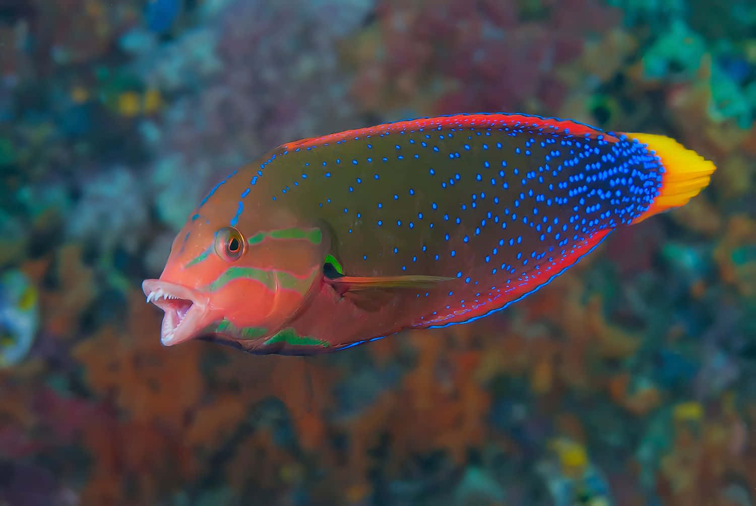 Colorful Wrasse Swimming In The Coral Reef Wallpaper