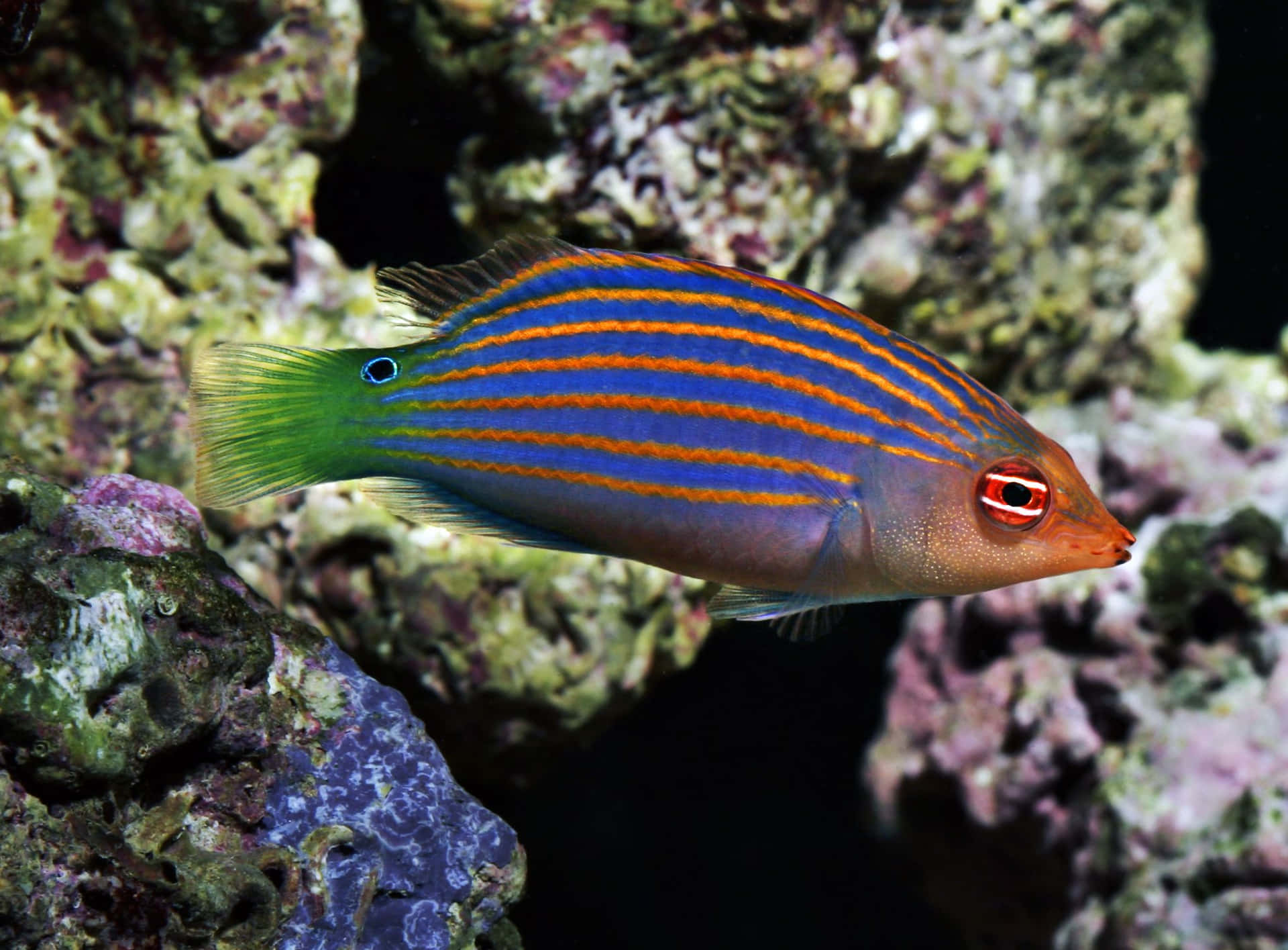 Colorful Wrasse Swimming Near Coral Reef.jpg Wallpaper