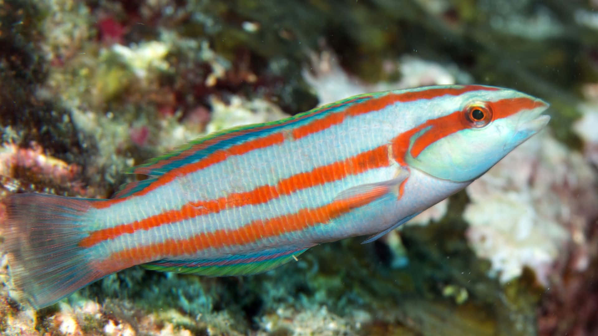 Colorful Wrasse Swimming Over Coral Reef Wallpaper