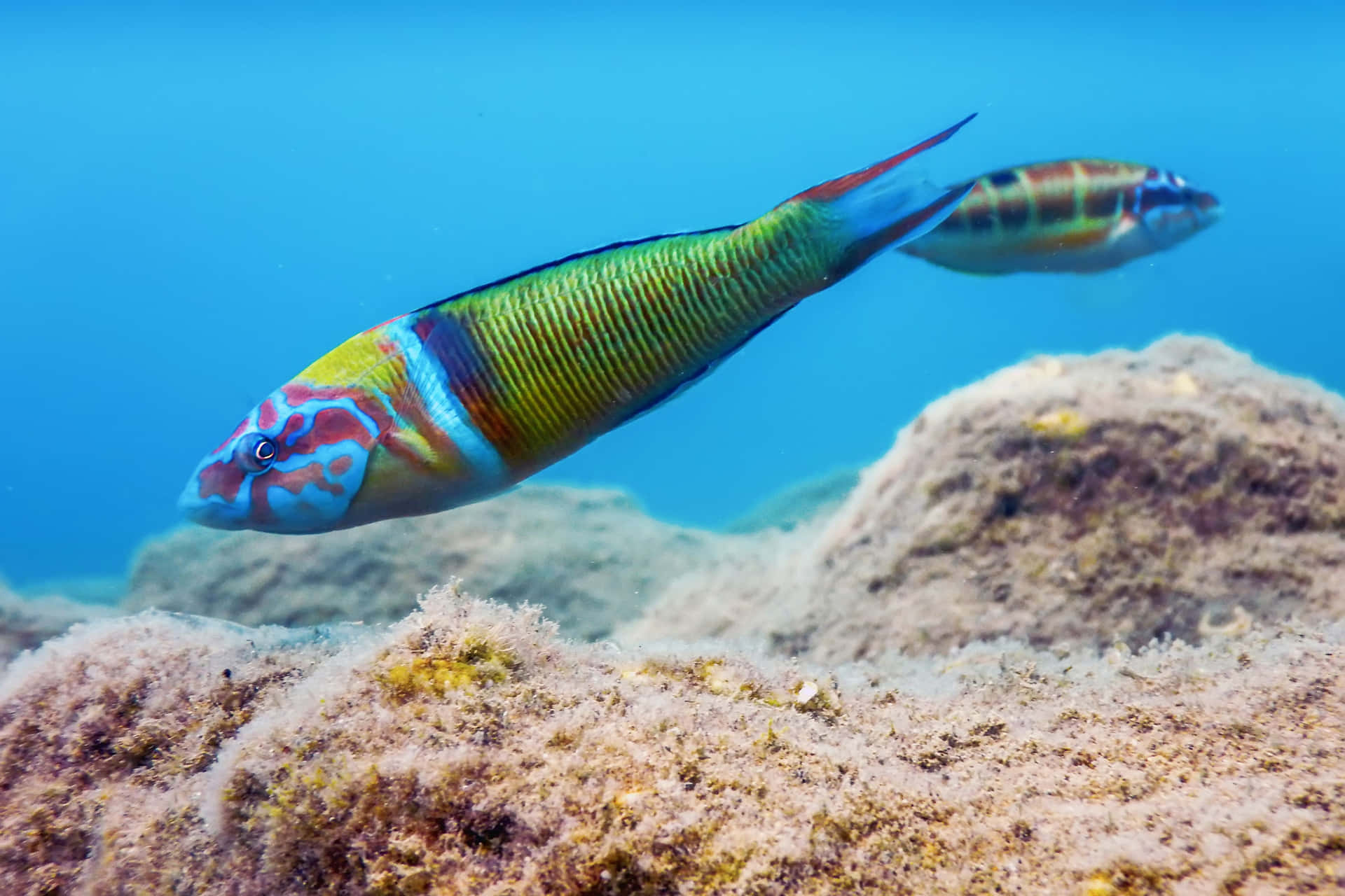 Colorful Wrasse Swimming Over Coral Reef.jpg Wallpaper
