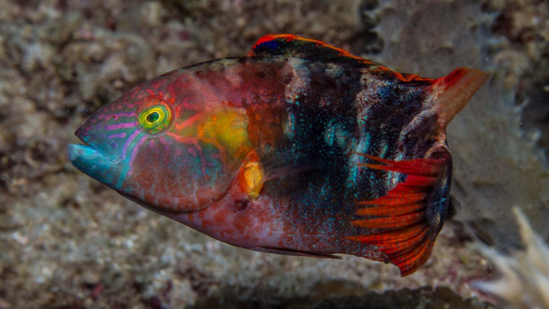 Colorful Wrasse Underwater Photography.jpg Wallpaper
