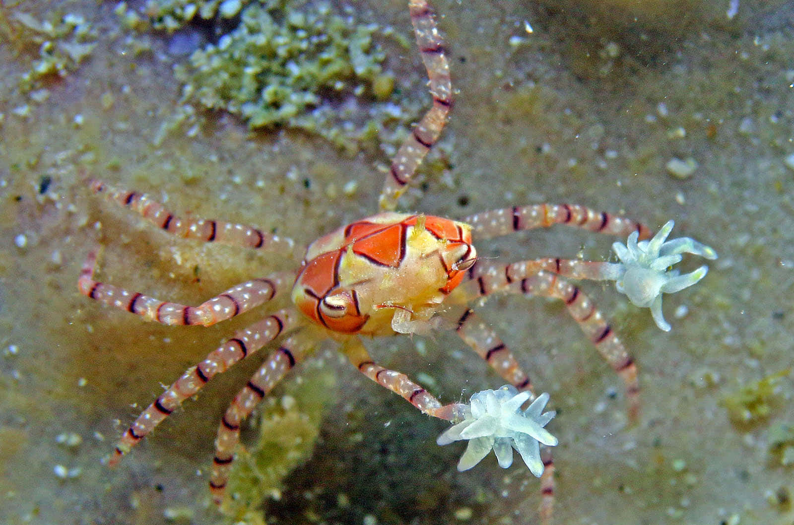 Colorful Xanthid Crab Underwater Wallpaper
