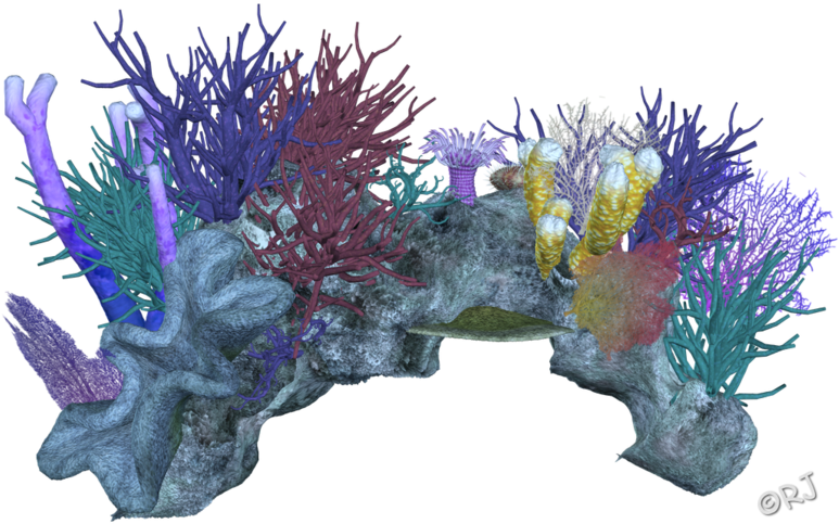 Colorful_ Coral_ Reef_ Simulation PNG