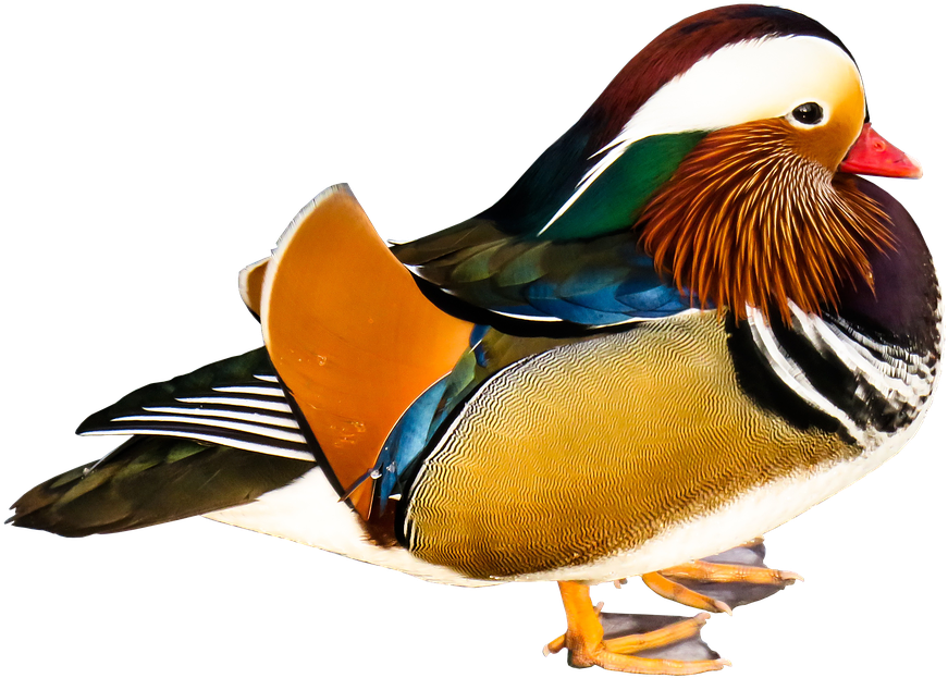 Colorful_ Mandarin_ Duck_ Profile PNG