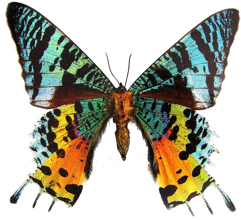 Colorful_ Moth_ Spread_ Wings PNG