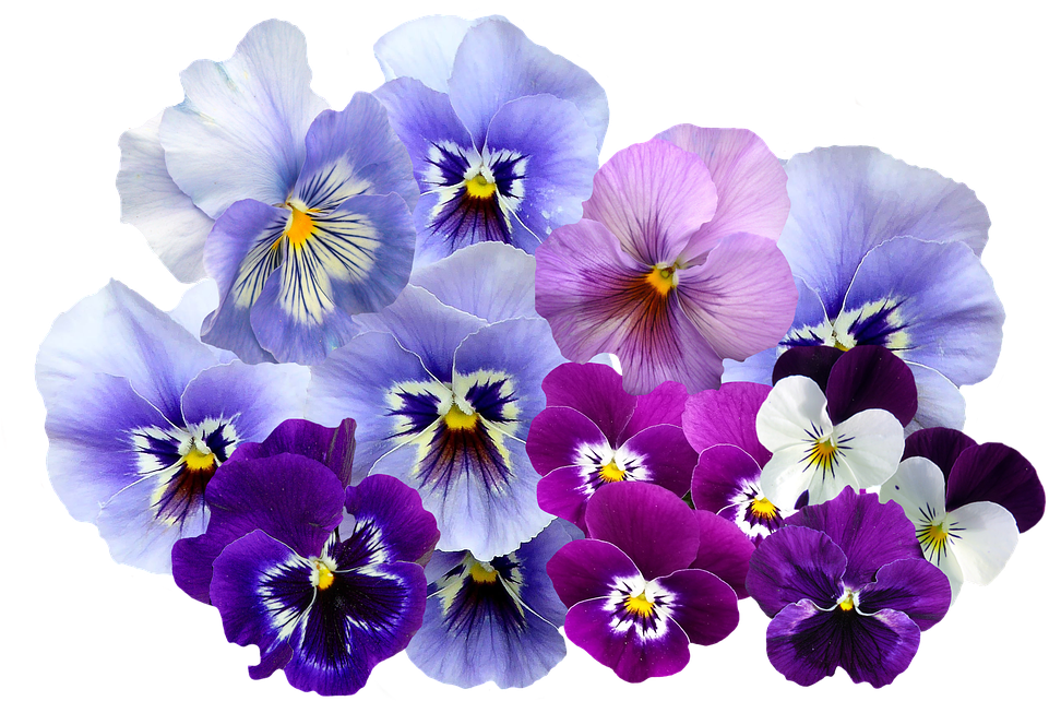 Colorful_ Pansy_ Flowers_ Transparent_ Background.png PNG