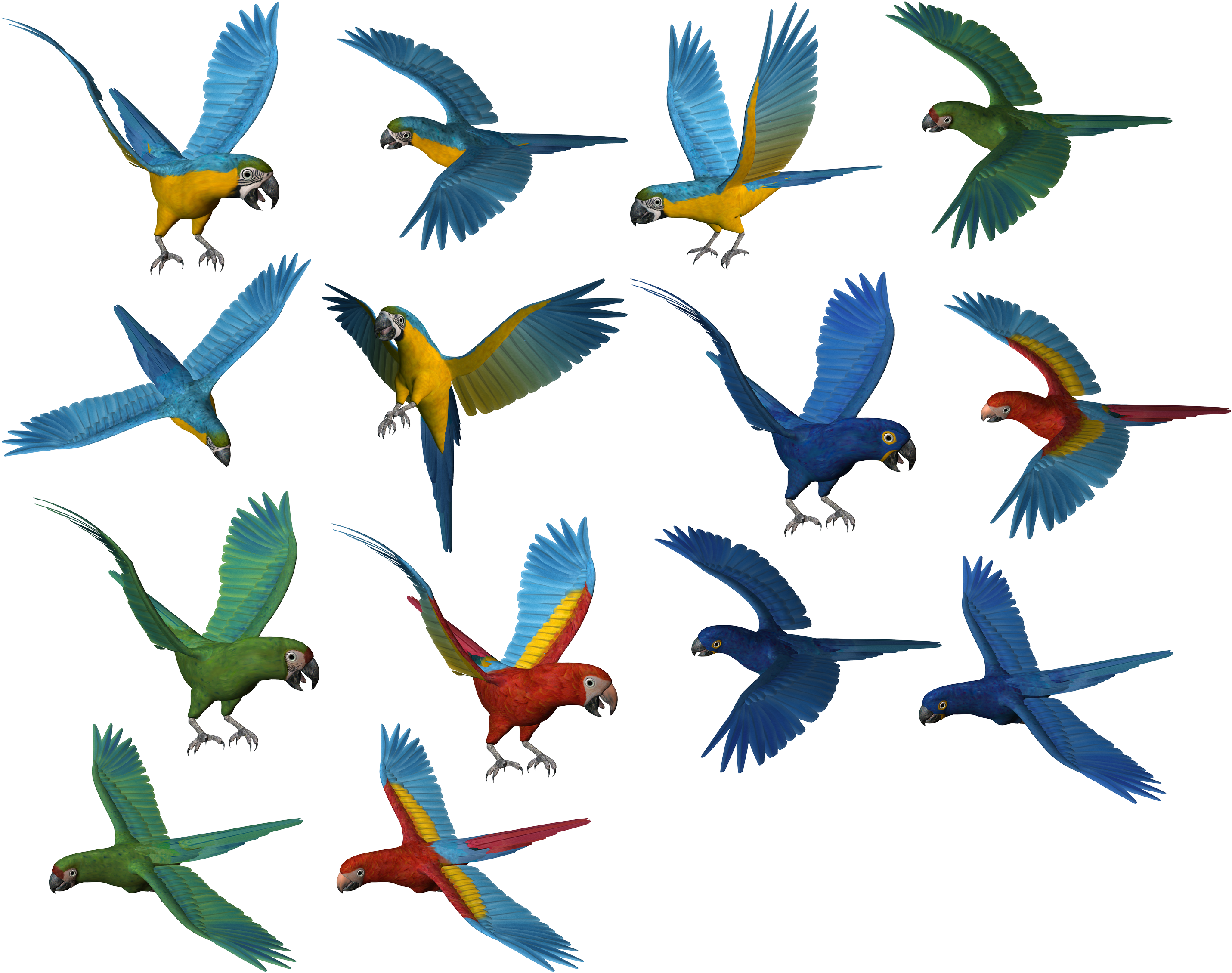 Colorful_ Parrots_ In_ Flight PNG