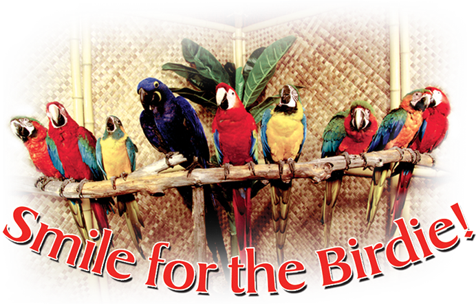 Colorful_ Parrots_ On_ Perch_ Photo Booth_ Backdrop PNG