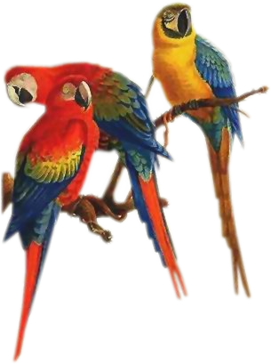 Colorful_ Parrots_ Perched_ Together PNG