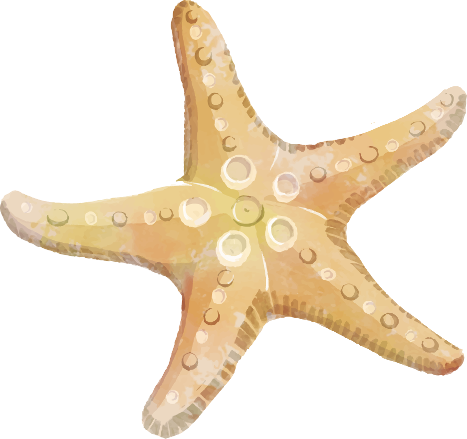 Colorful_ Starfish_ Clipart PNG