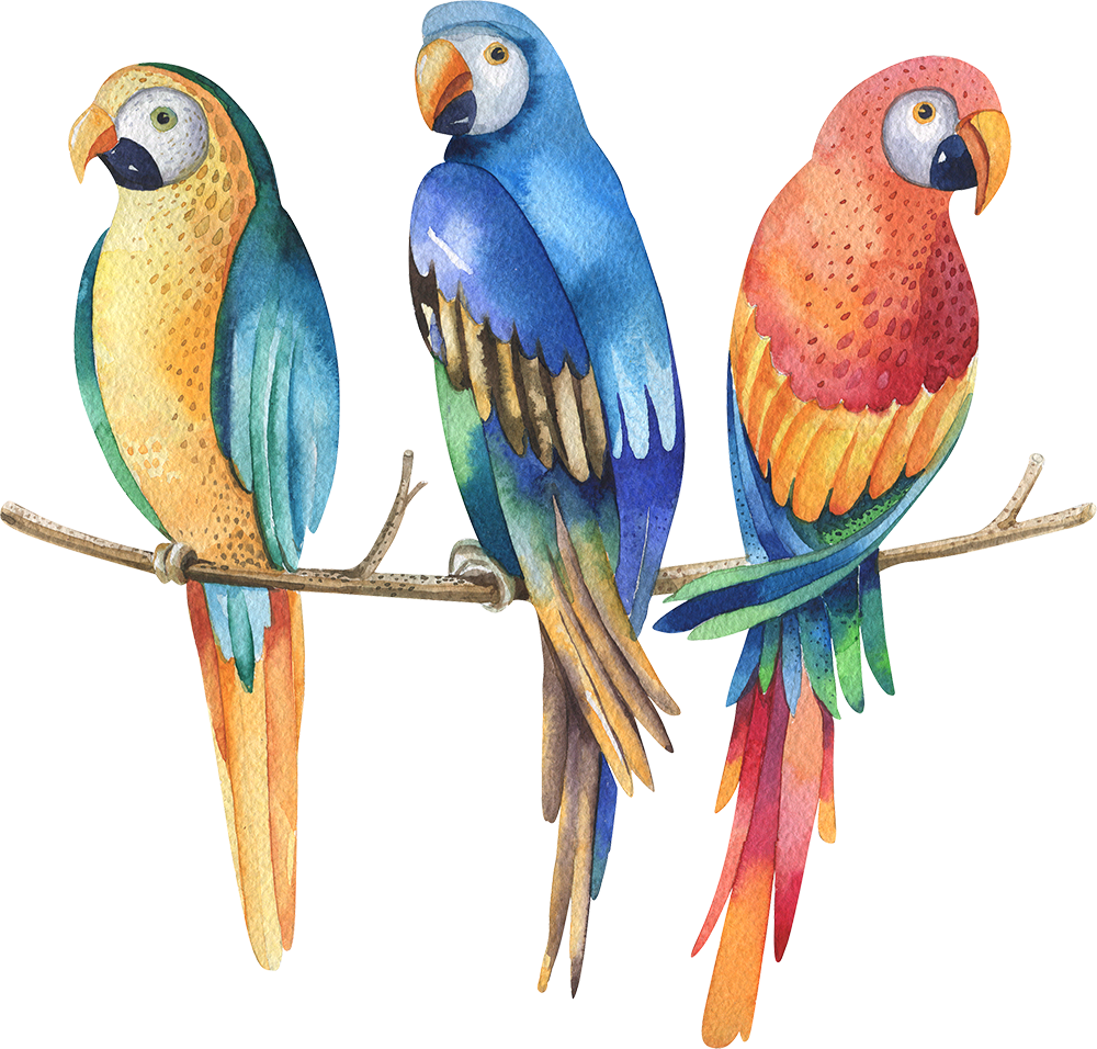 Colorful_ Trio_of_ Parrots_ Watercolor_ Illustration PNG