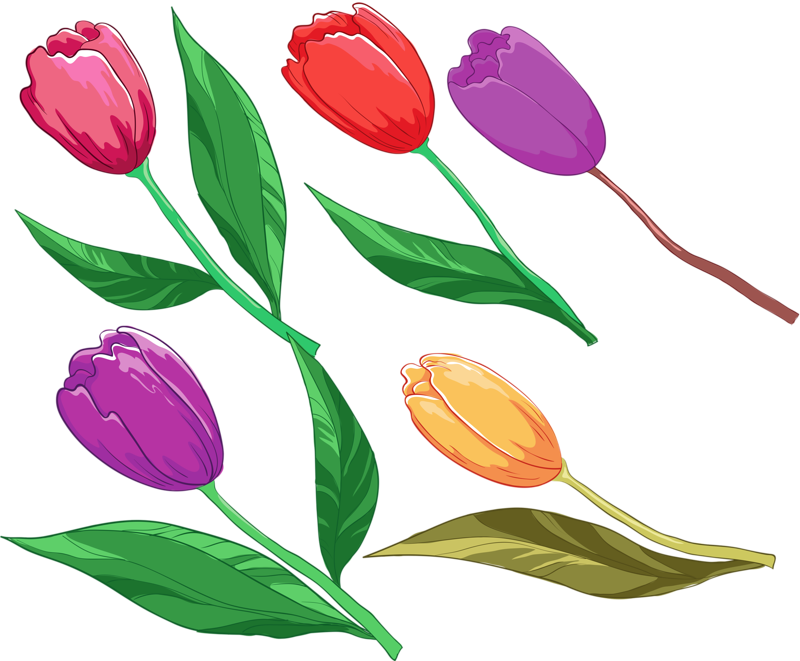 Colorful_ Tulips_ Vector_ Illustration PNG