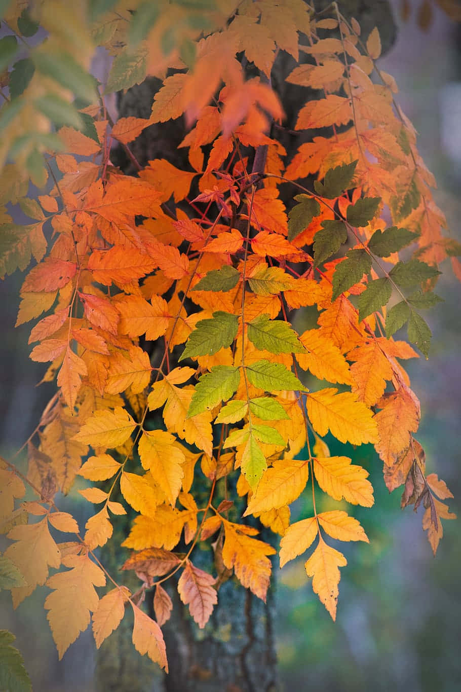 Colorivivaci Dell'autunno Nella Foresta Rigogliosa