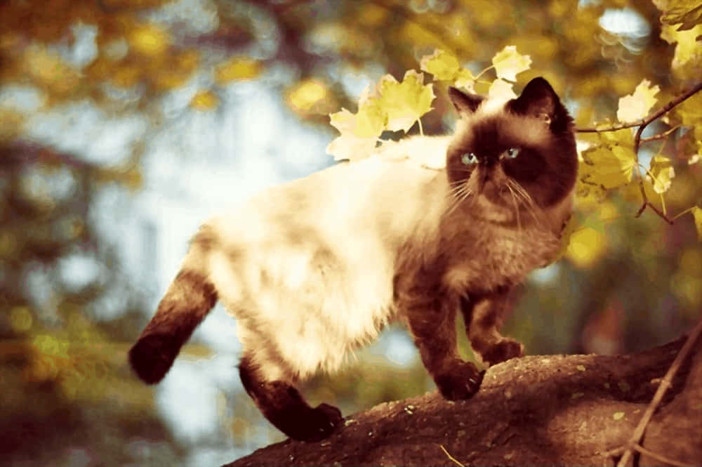 Hermosoy Elegante Gato Colorpoint Shorthair Sentado Atentamente. Fondo de pantalla