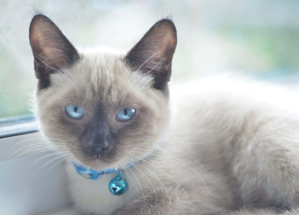 Hermosoy Elegante Gato Colorpoint Shorthair. Fondo de pantalla