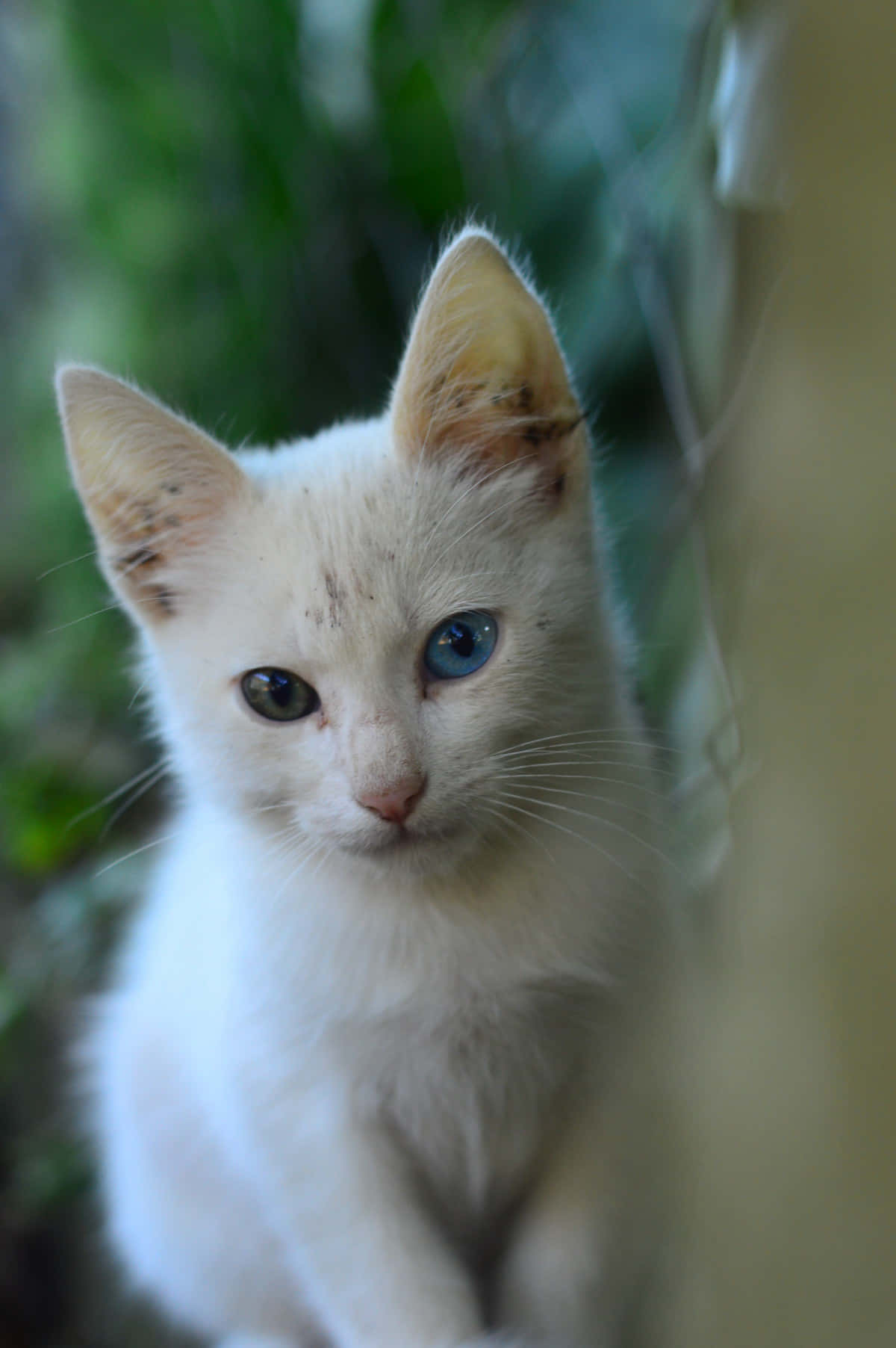 Caption: Stunning Colorpoint Shorthair Cat Posing Elegantly Wallpaper