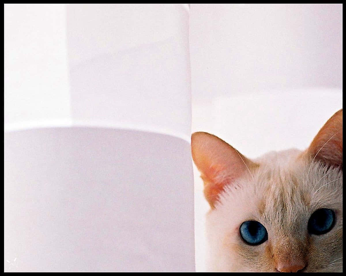 Colorpoint Shorthair Cat Posing Elegantly Wallpaper