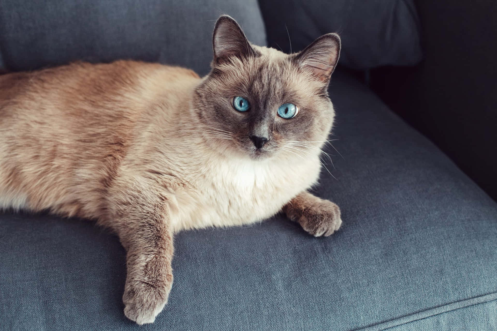 Elegant Colorpoint Shorthair Cat Relaxing Wallpaper