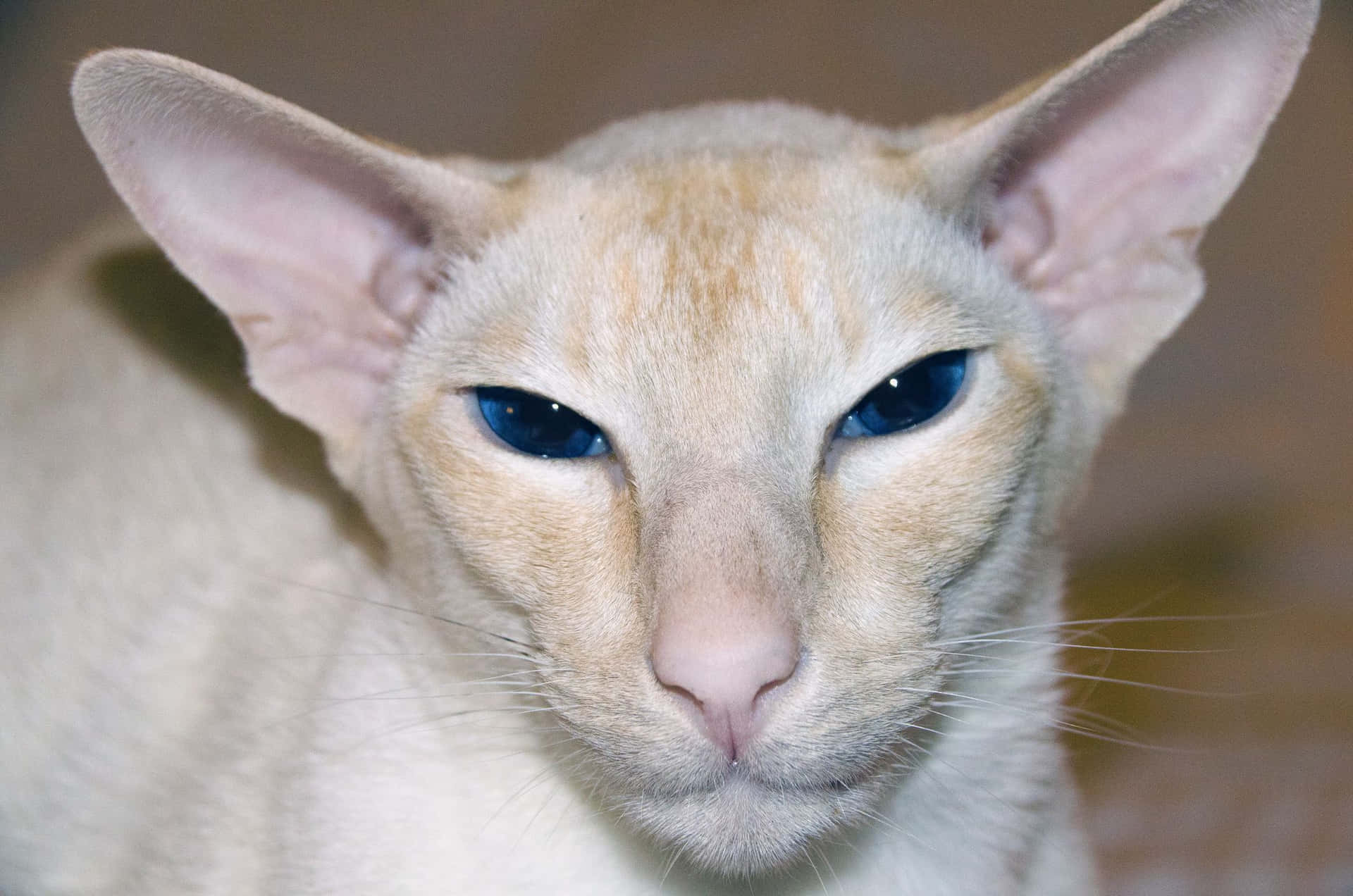 Gatode Raza Colorpoint Shorthair En Una Posición De Descanso. Fondo de pantalla