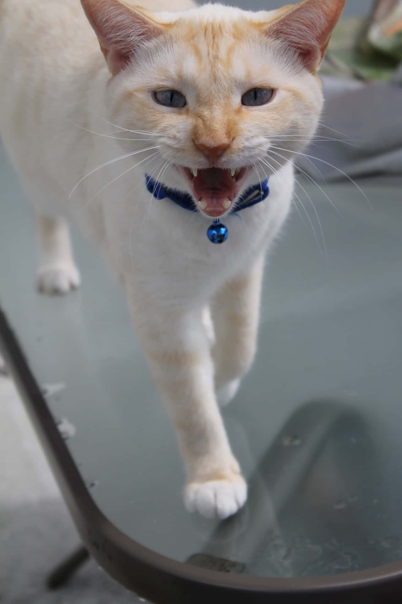 Unhermoso Y Elegante Gato Colorpoint Shorthair Posando Para La Cámara. Fondo de pantalla