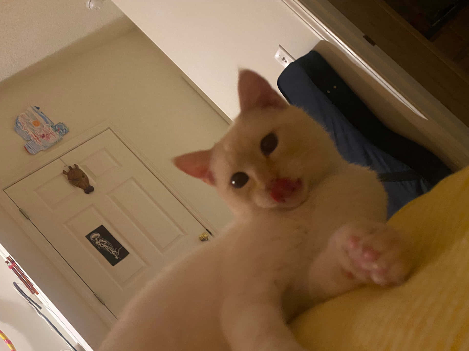 Unhermoso Gato Colorpoint Shorthair Relajándose En Una Superficie Suave Fondo de pantalla