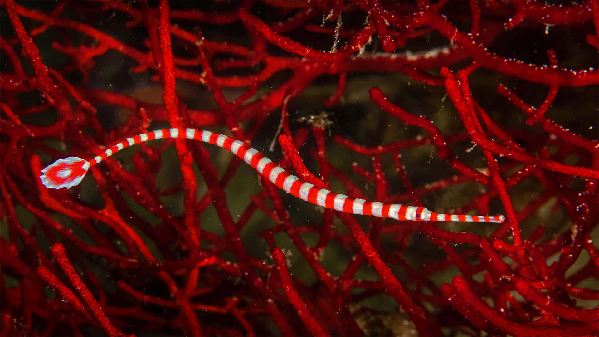 Colourful Closeup Of A Pipefish Wallpaper