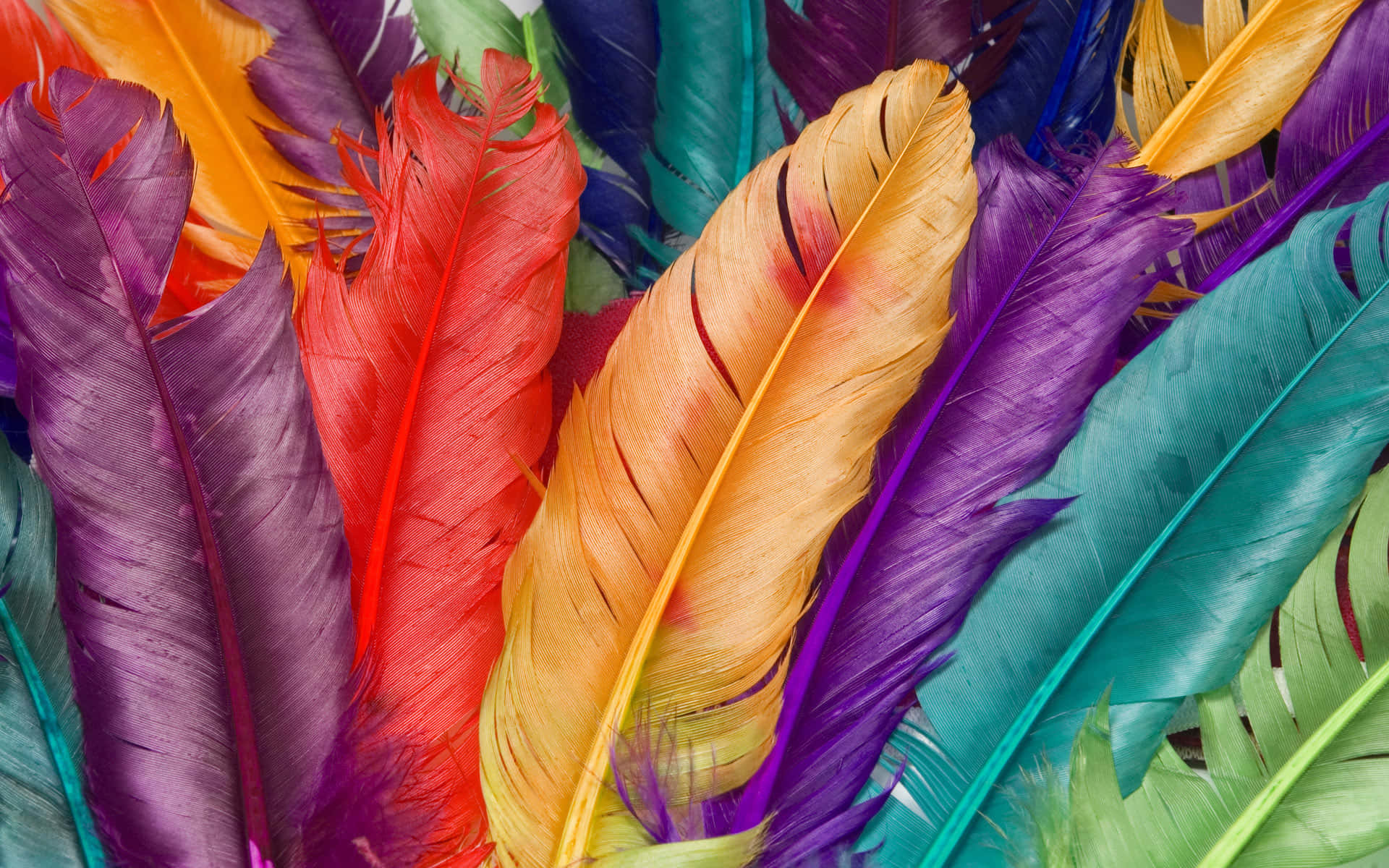 Colourful Feathers Wallpaper